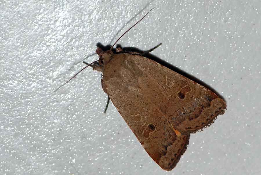 Da identificare (in pineta 2)